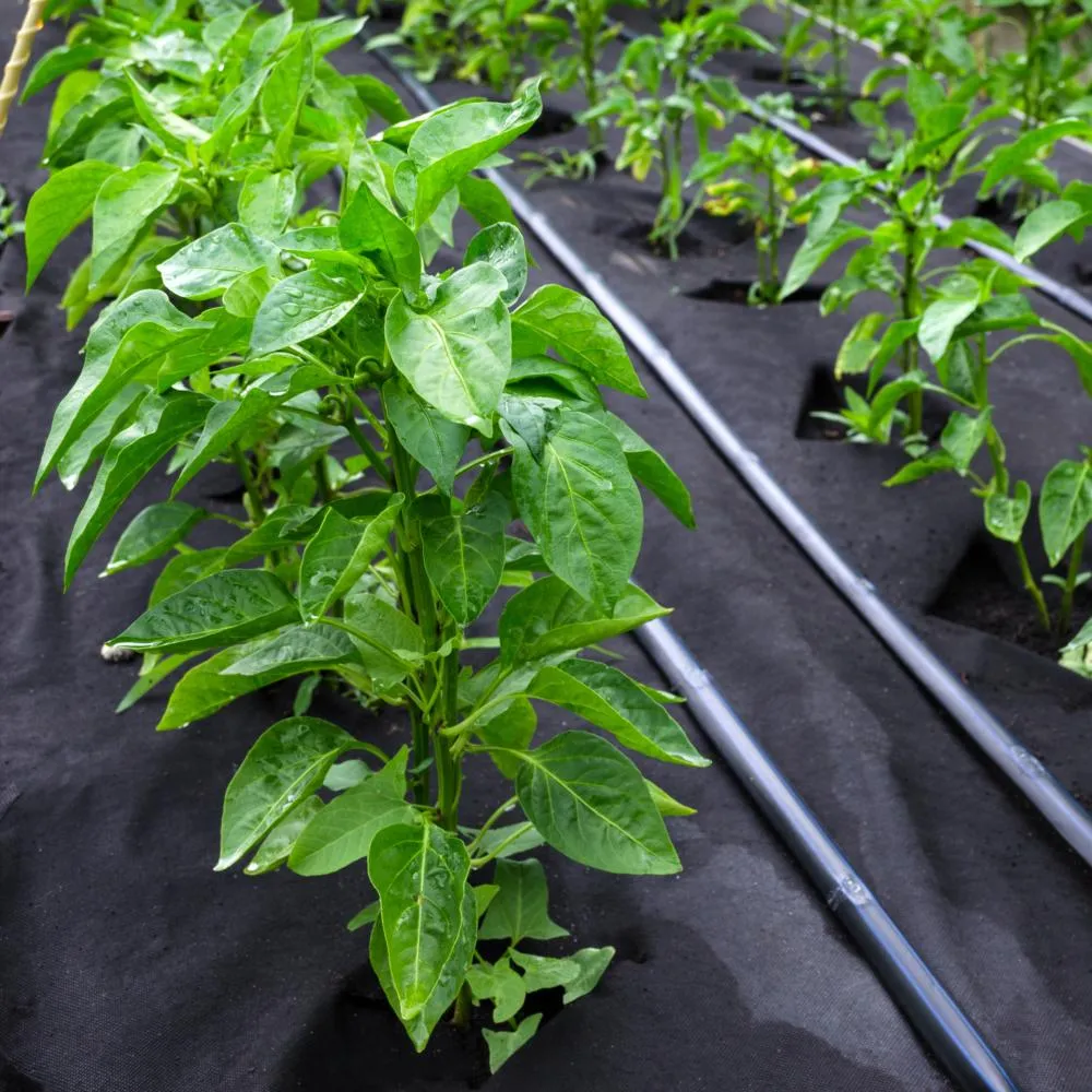 Weed Control Woven Fabric 120Gm - 1M X 50M