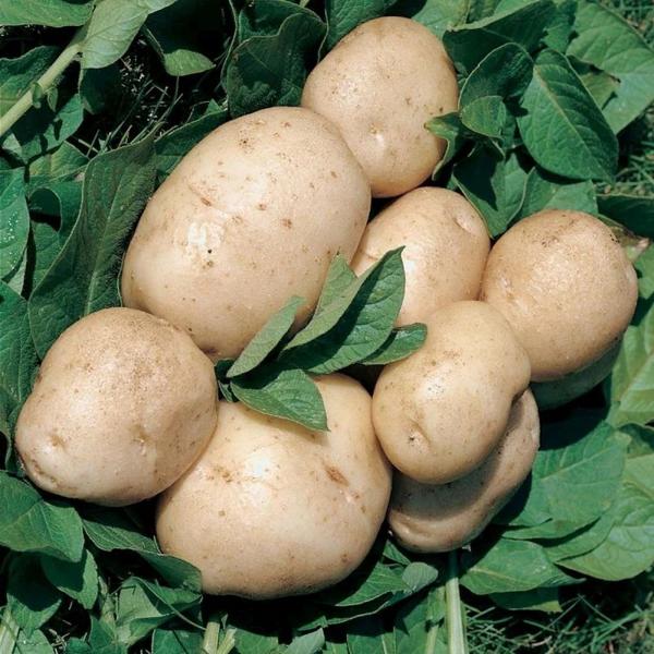 Seed Potato - British Queen