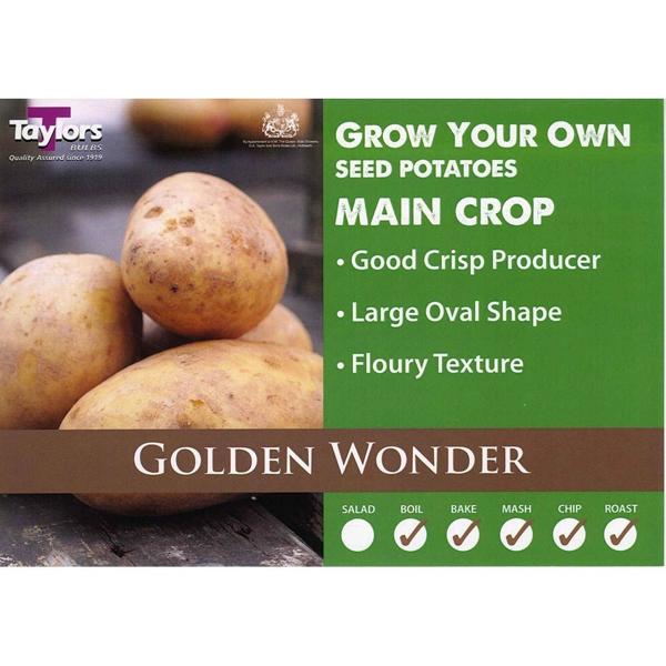 Seed Potato - Golden Wonder