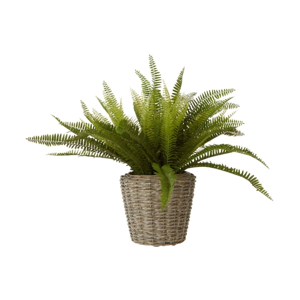 Fiori Boston Fern In Rattan Basket