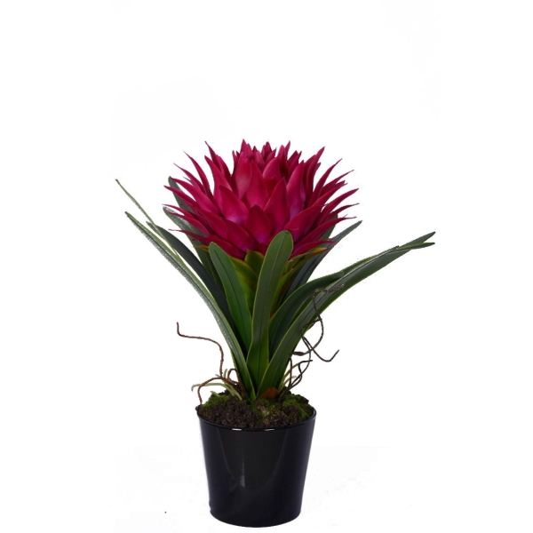 Pink Tropical Plant