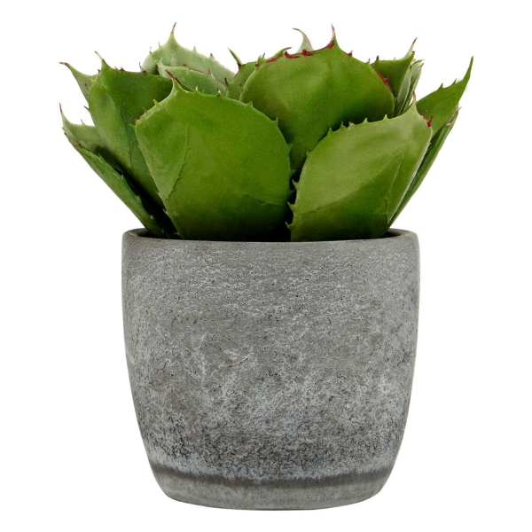Large Succulent -Cement Pot