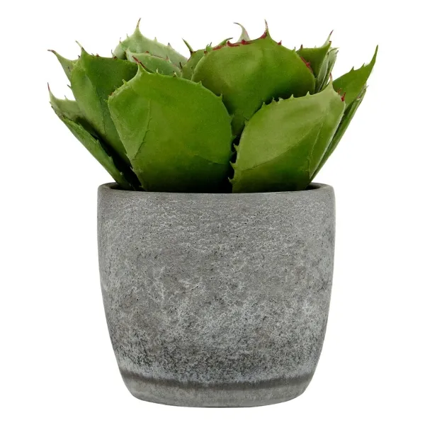 Large Succulent -Cement Pot