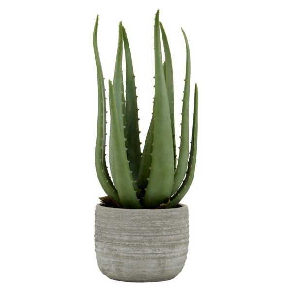 Large Aloe Vera - Cement Pot
