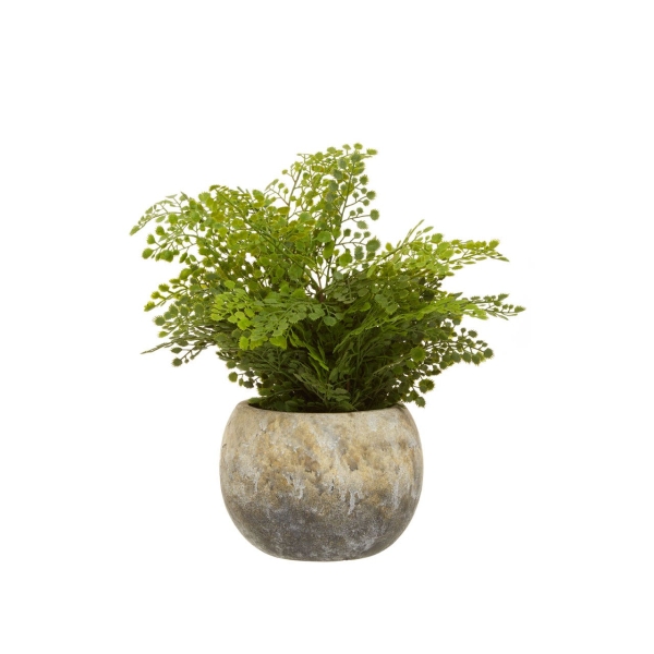 Fiori Fern In Cement Pot