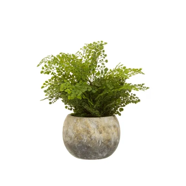 Fiori Fern In Cement Pot