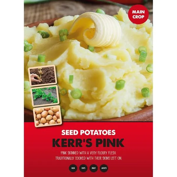 Seed Potatoes - Kerrs Pink