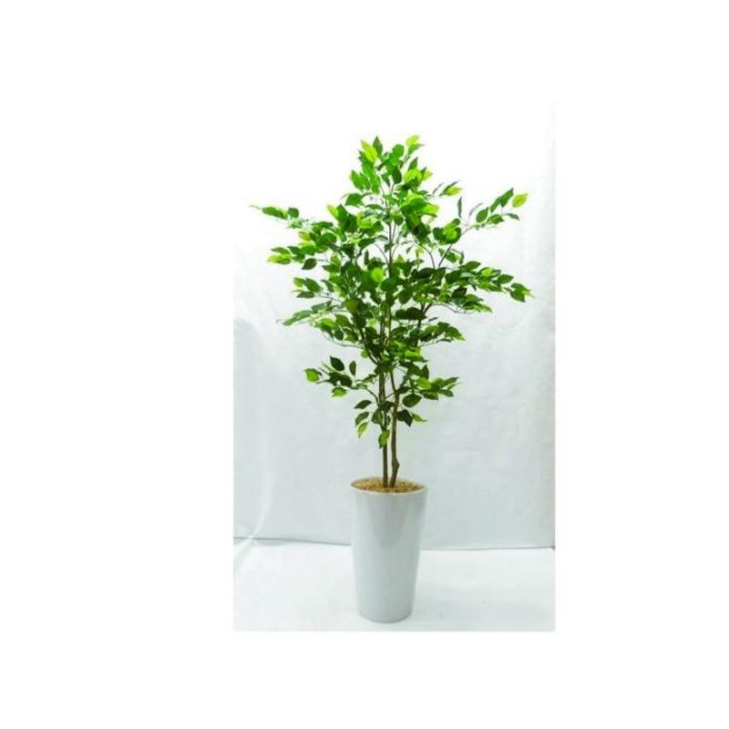 Ficus Tree In Pot 111cm