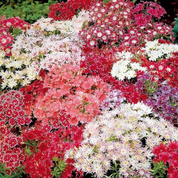 Phlox Twinkle Stars