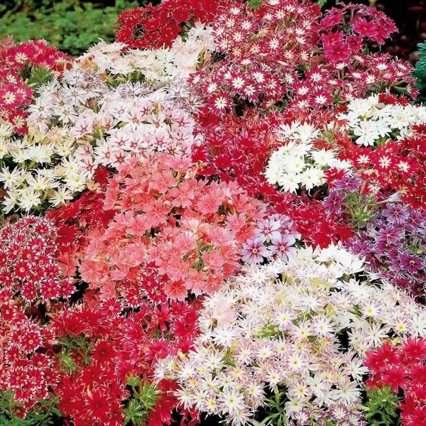 Phlox Twinkle Stars