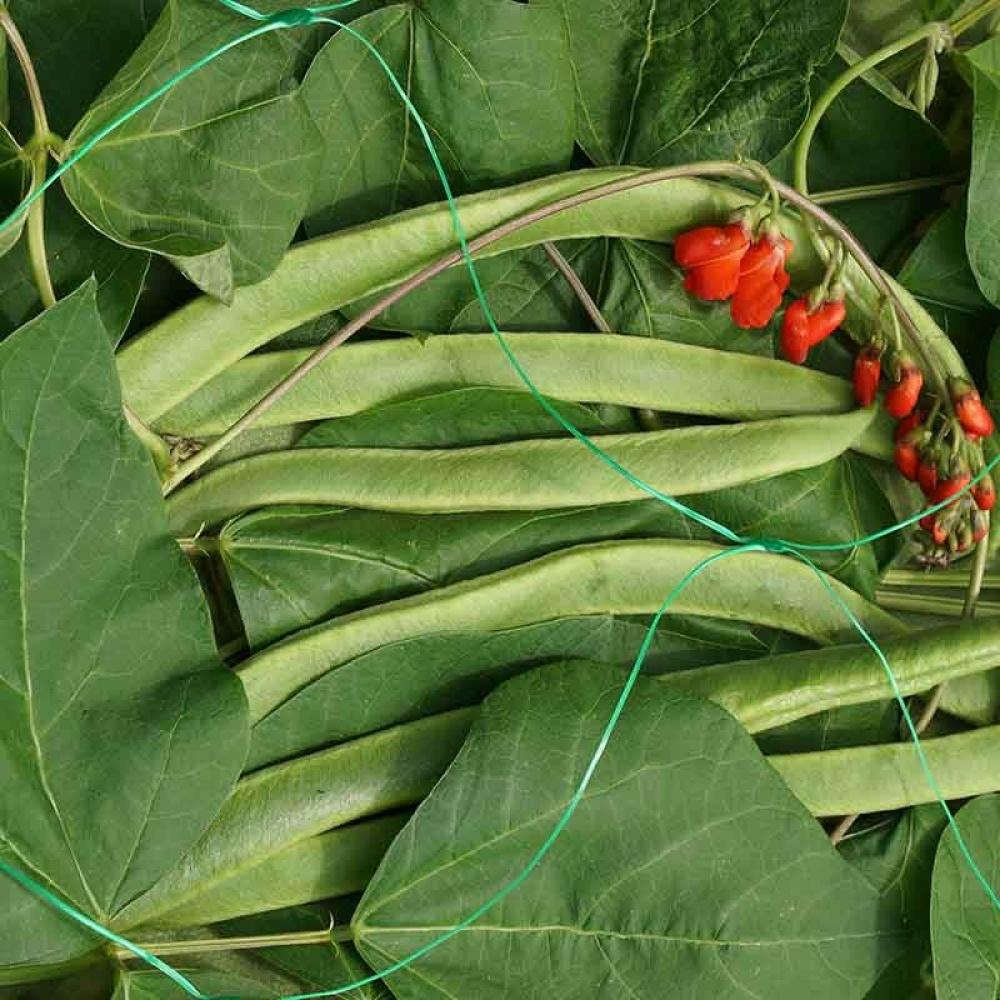 Smart Garden - Pea & Bean Netting, 150mm, 2X10M, Green, Pos 12