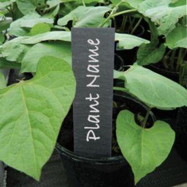 15cm Plant Labels - 100Peckish